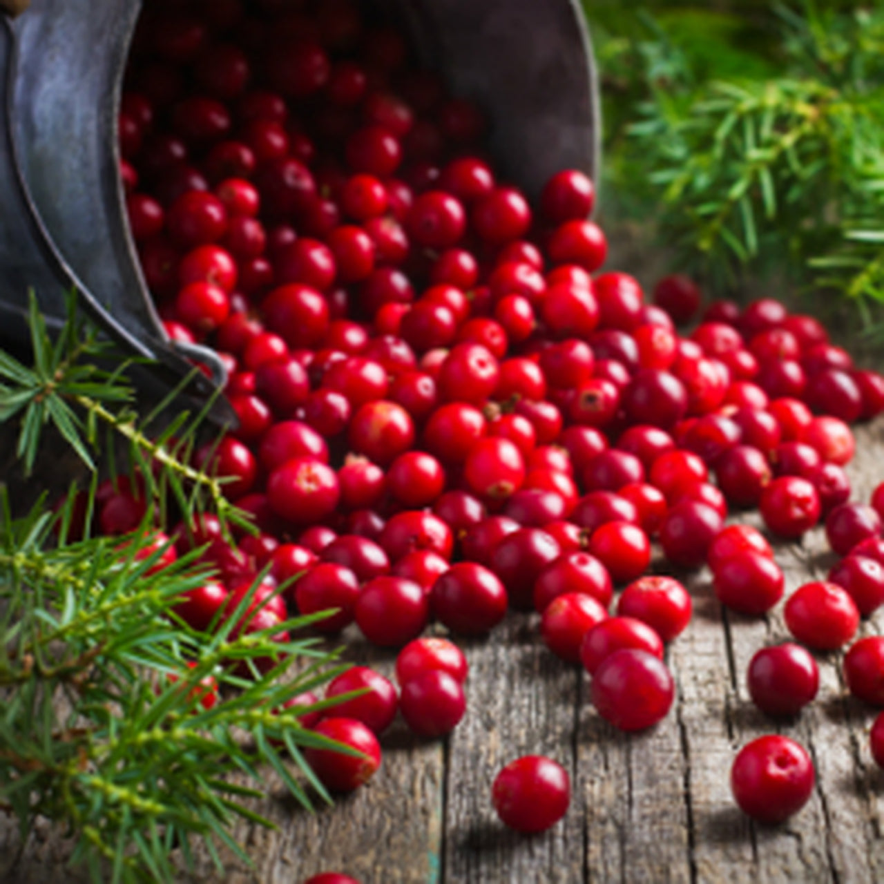 Cranberry Woods Fragrance
